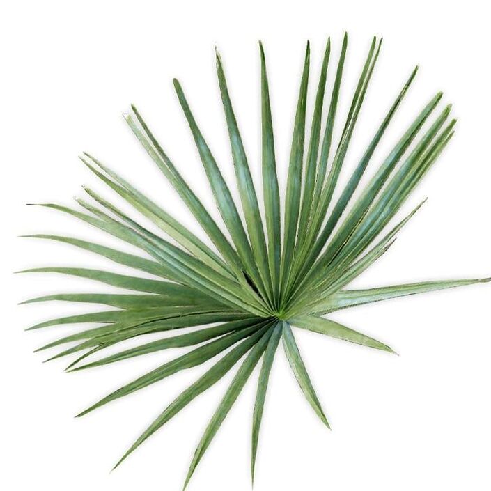 Saw palmetto - კომპოზიცია UltraMax Testo Enhancer